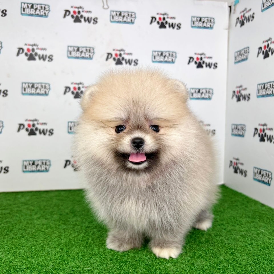 Pomeranian Puppy (Female) For Sale