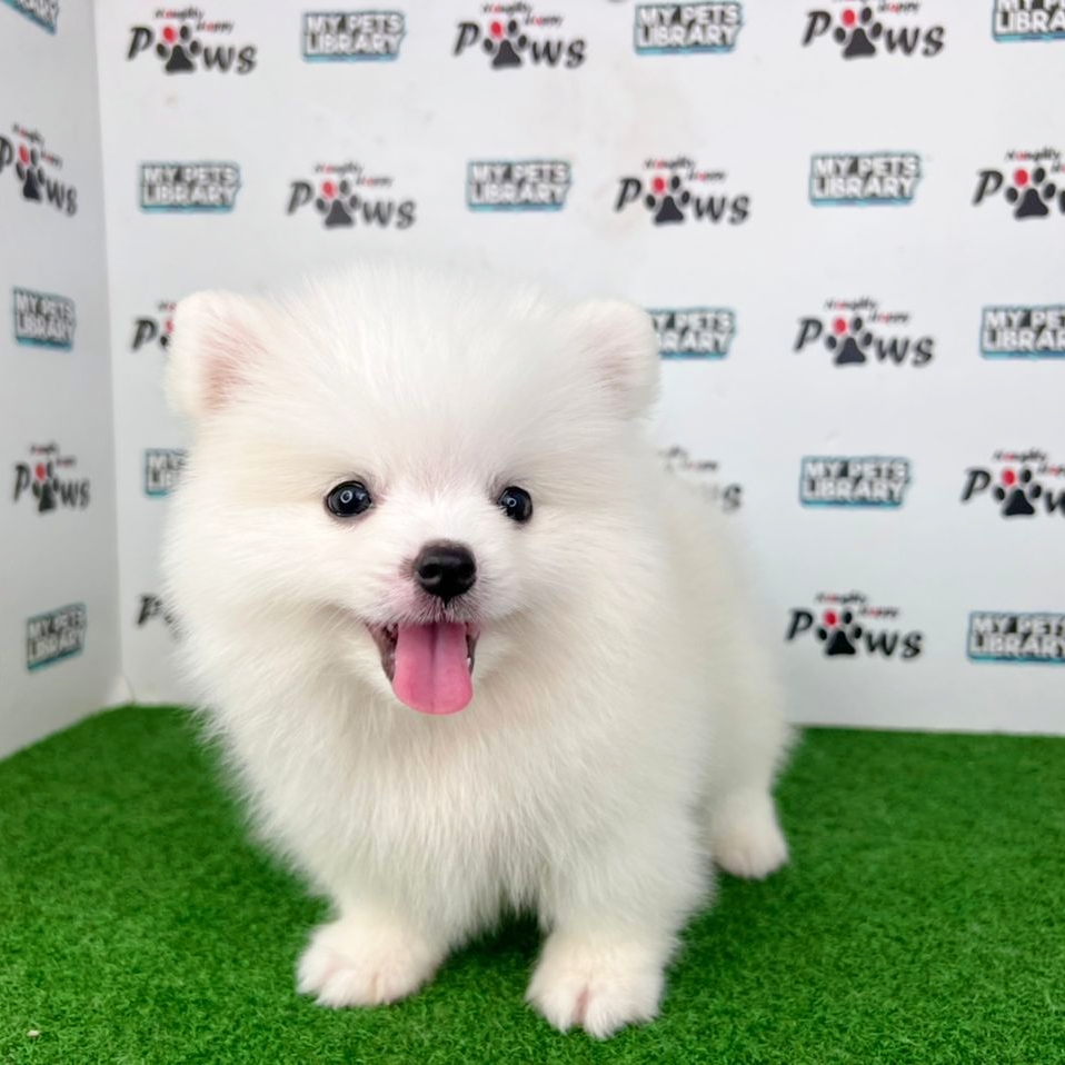 Pomeranian Puppy (Male) For Sale