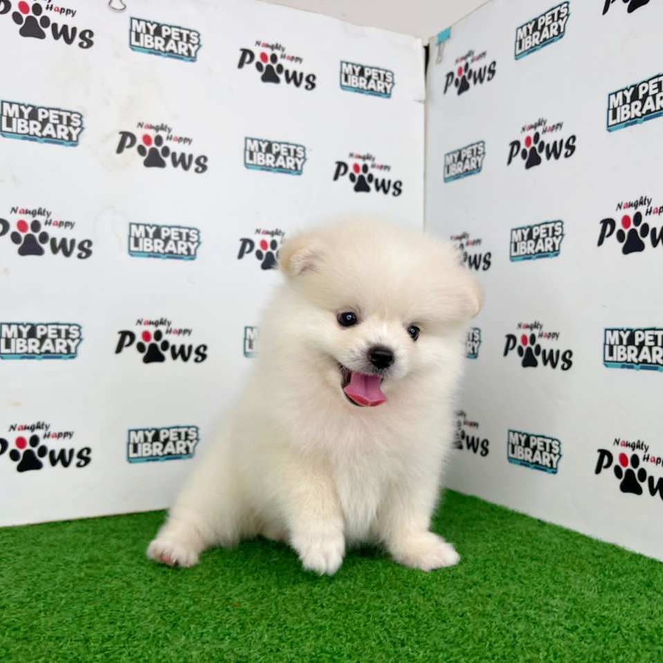 Pomeranian Puppy (Male) For Sale