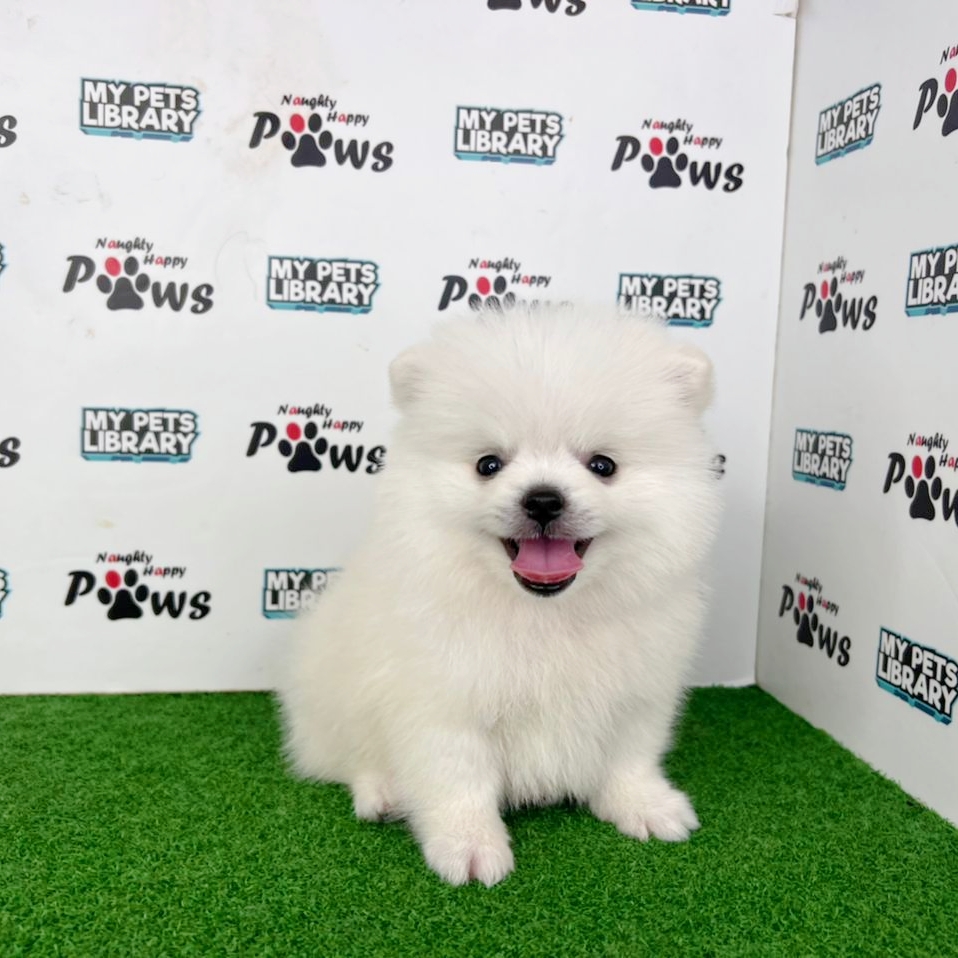 Pomeranian Puppy (Male) For Sale