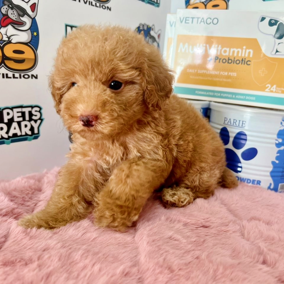 Toy Poodle Puppy (Female) For Sale