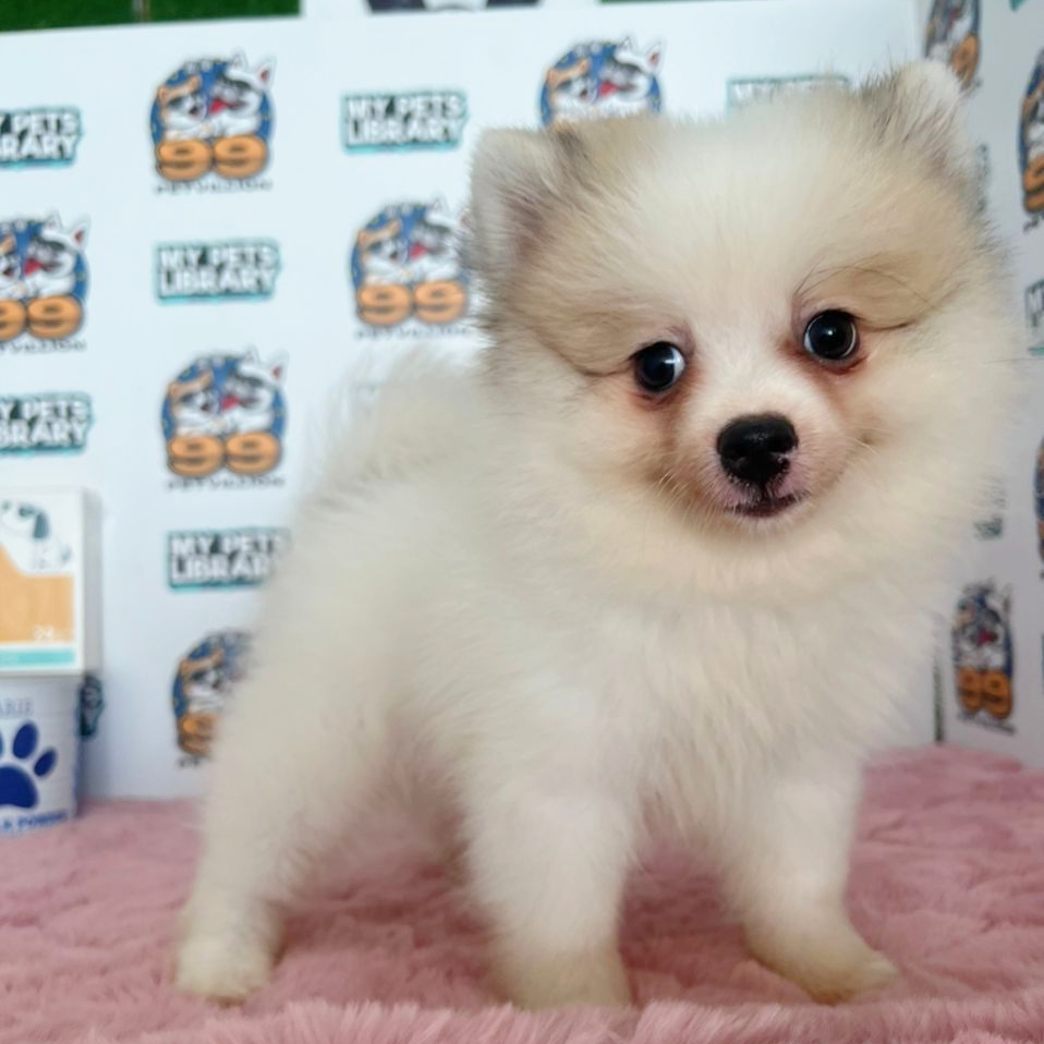 Pomeranian Puppy (Male) For Sale