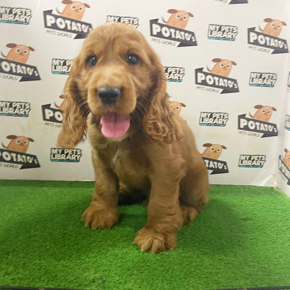 Cocker Spaniel Puppy (Male) For Sale