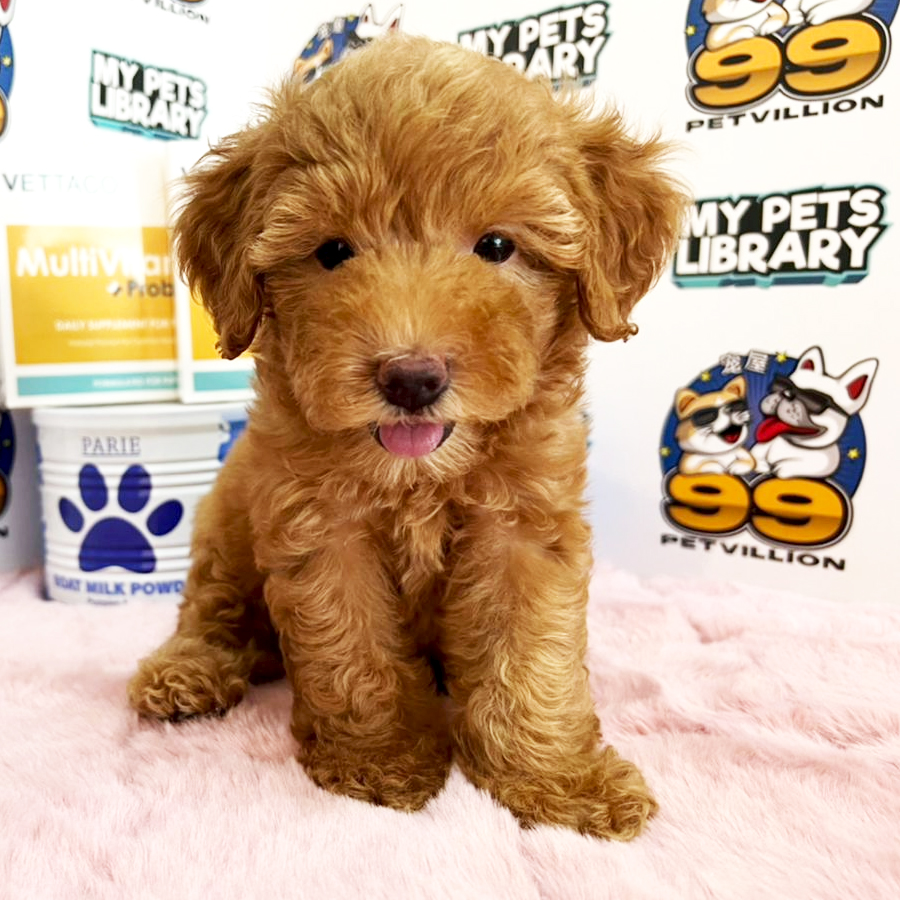 Toy Poodle Puppy (Male) For Sale