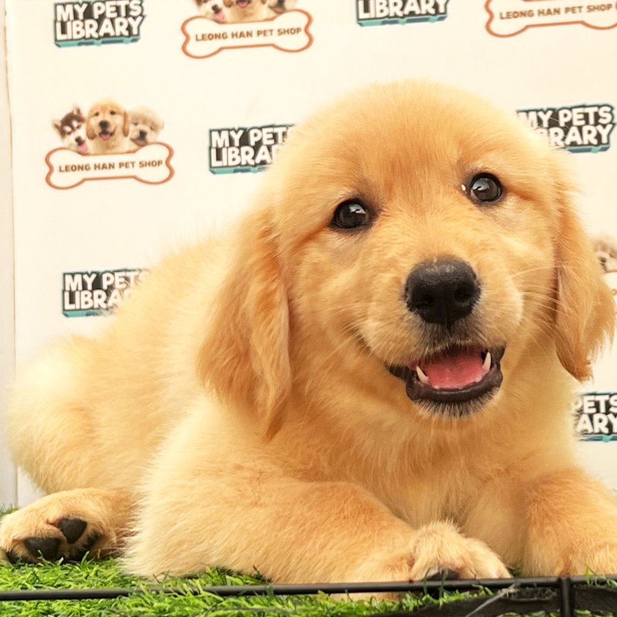 Golden Retriever Puppy (Female) For Sale
