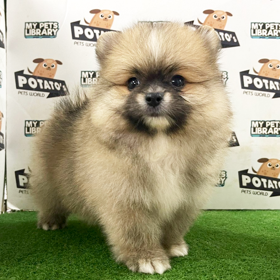 Pomeranian Puppy (Male) For Sale