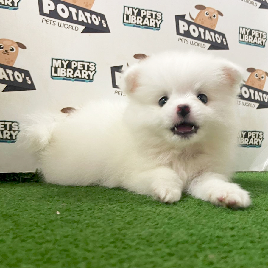 Pomeranian Puppy (Female) For Sale