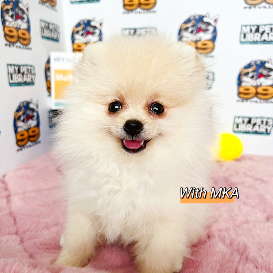 MKA Teacup Pomeranian Puppy (Male) For Sale