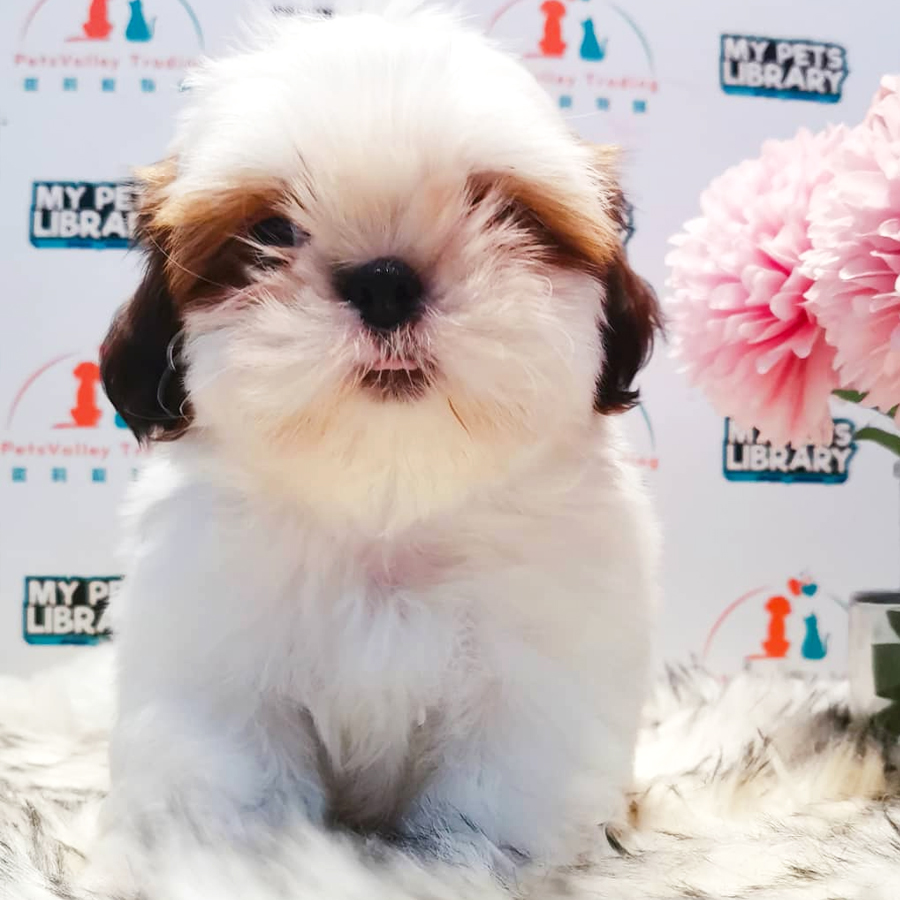 Shih Tzu Puppy (Female) For Sale