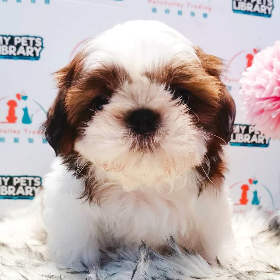Shih Tzu Puppy (Male) For Sale