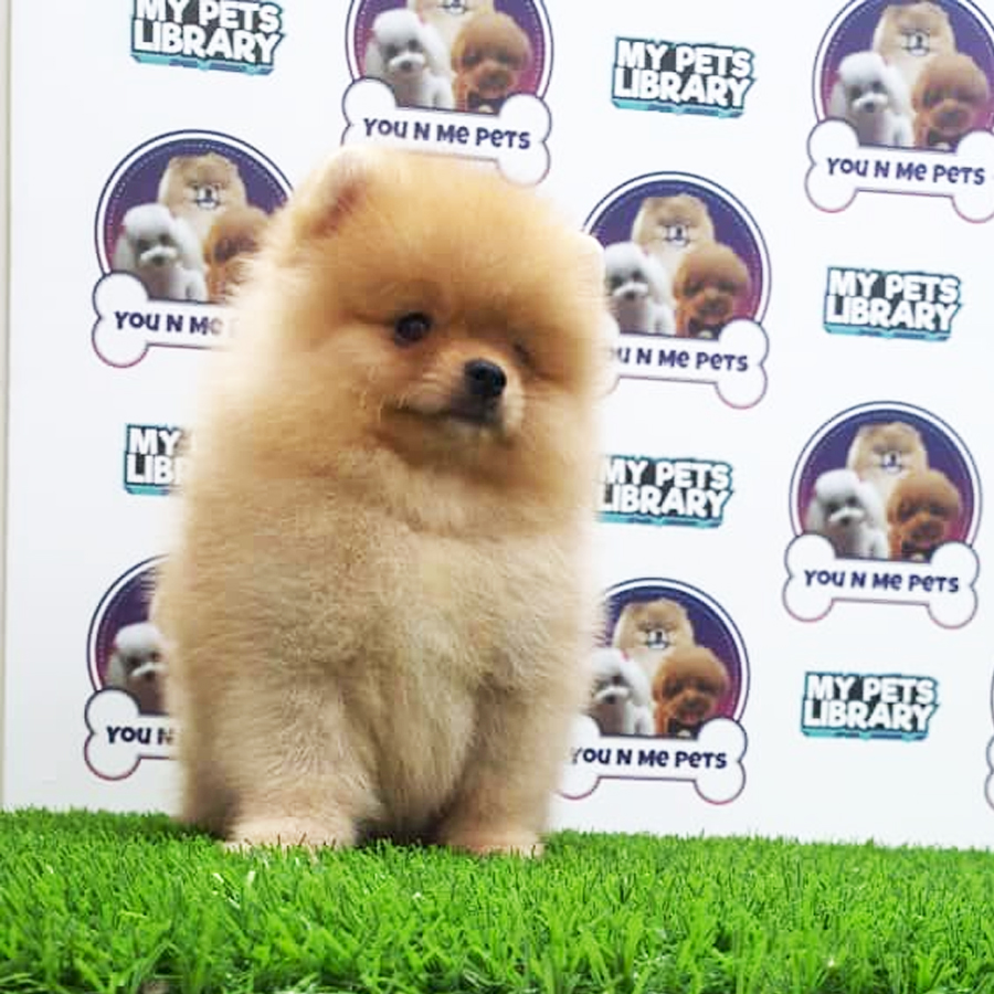 MKA Tiny Pomeranian Puppy (Male) For Sale