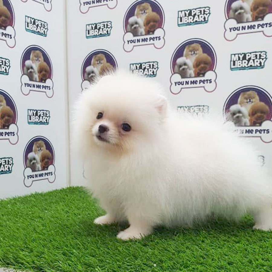 MKA Tiny Pomeranian Puppy (Male) For Sale