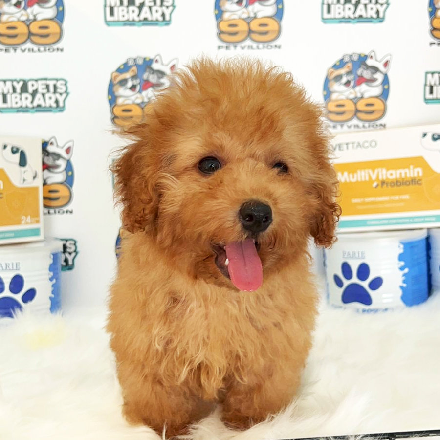 Shihpoo Puppy (Male) For Sale