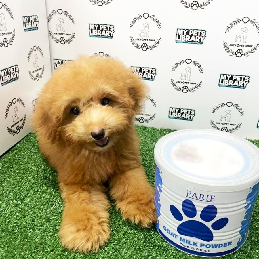 Toy Poodle Puppy (Male) For Sale