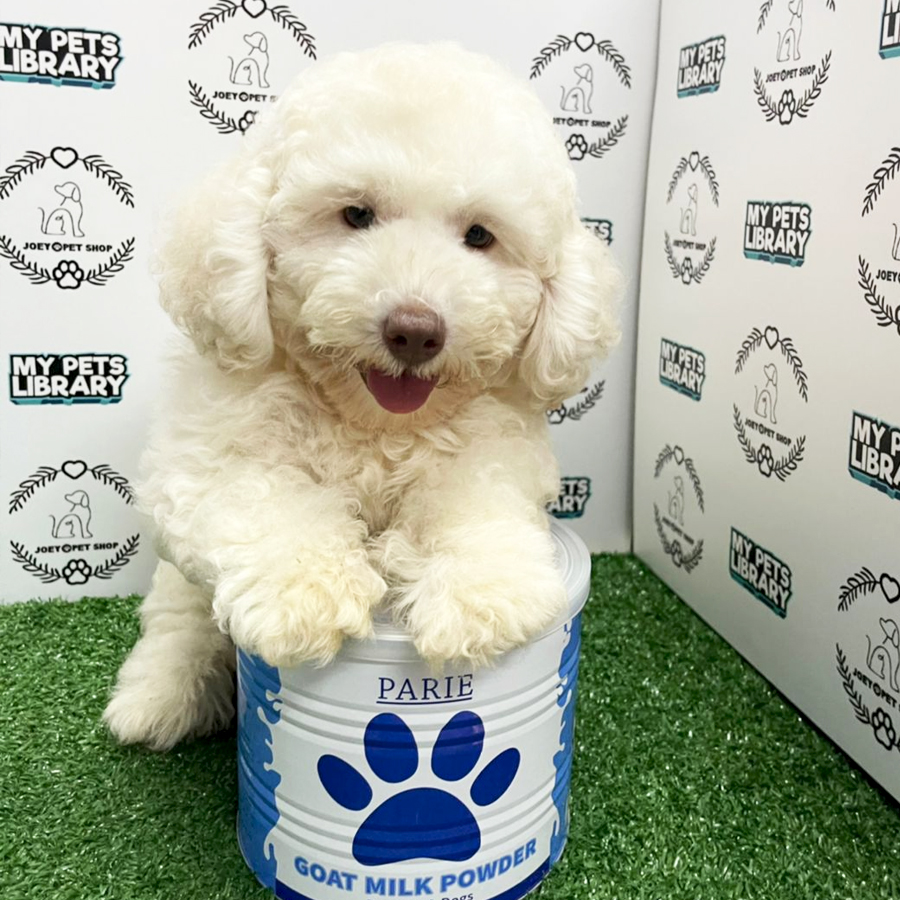 Toy Poodle Puppy (Male) For Sale