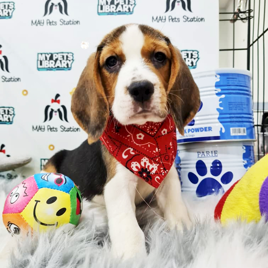 Beagle Puppy (Male) For Sale