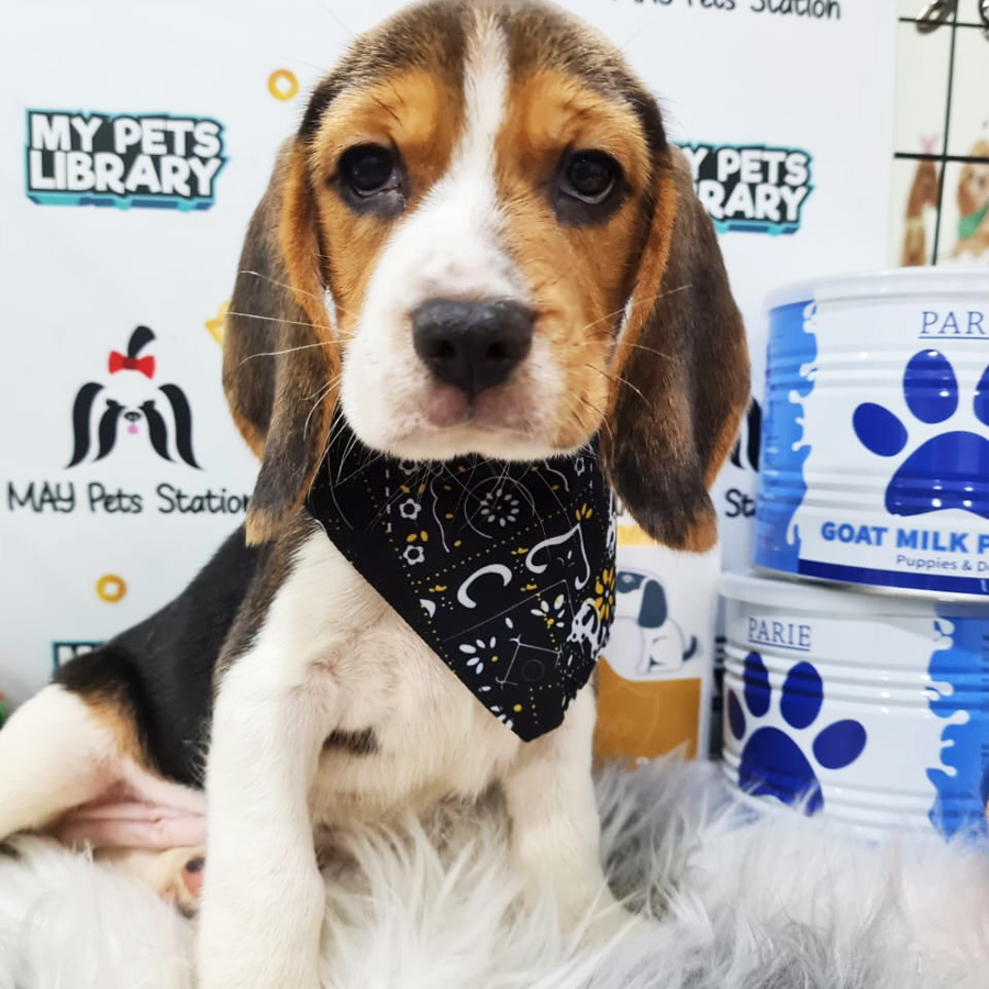 Beagle Puppy (Male) For Sale