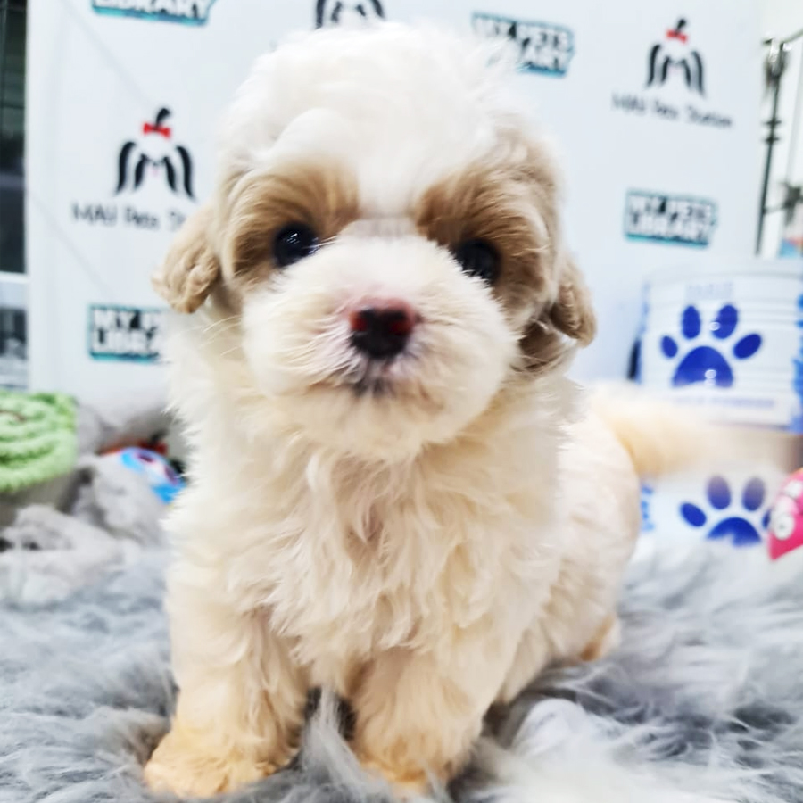 Toy Poodle Puppy (Female) For Sale