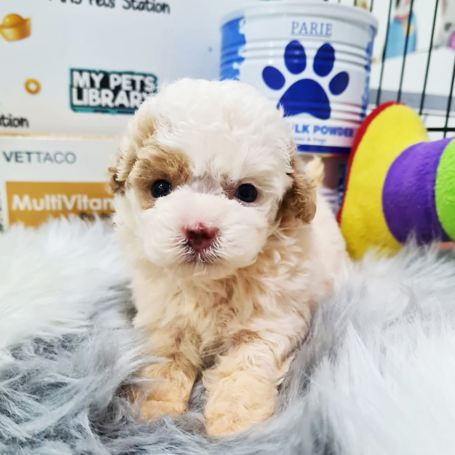 Toy Poodle Puppy (Female) For Sale