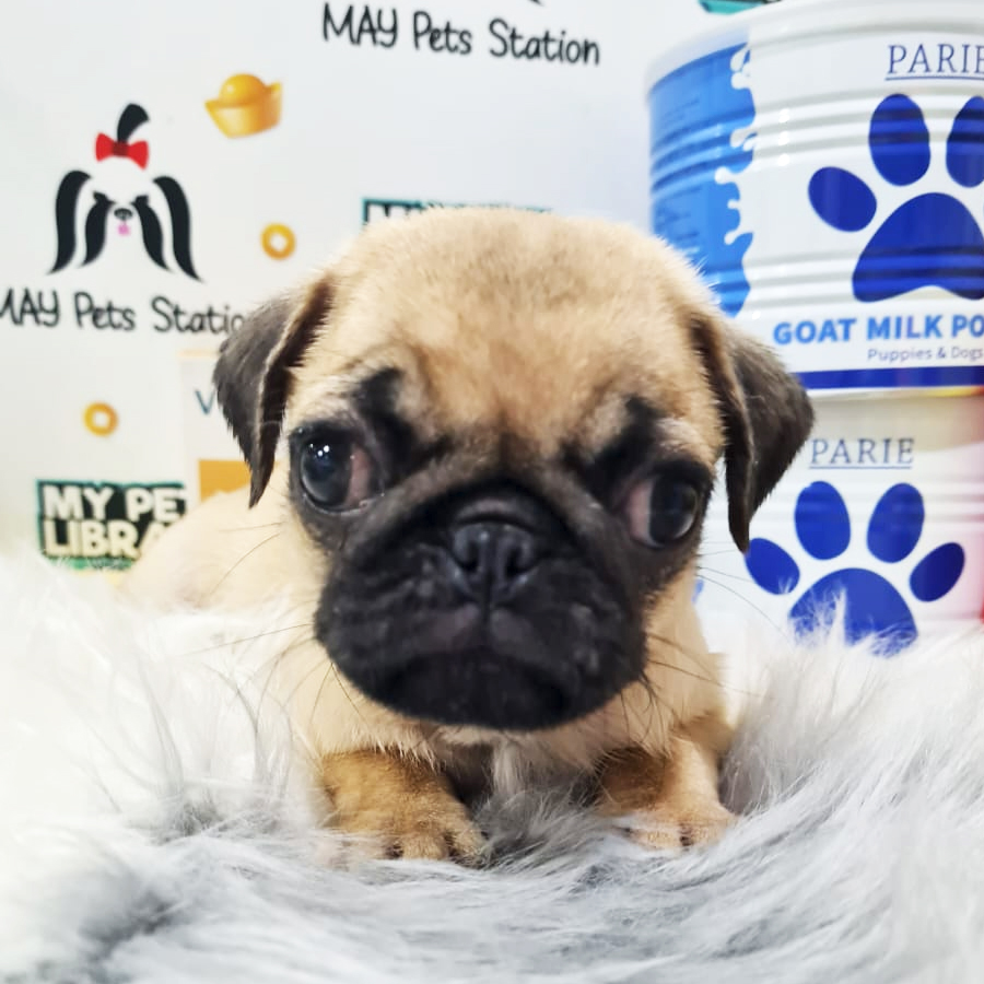 Pug Puppy (Male) For Sale