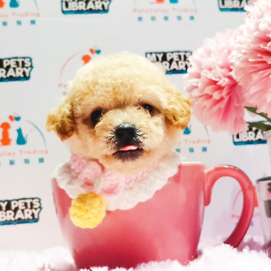 Tiny Poodle Puppy (Female) For Sale