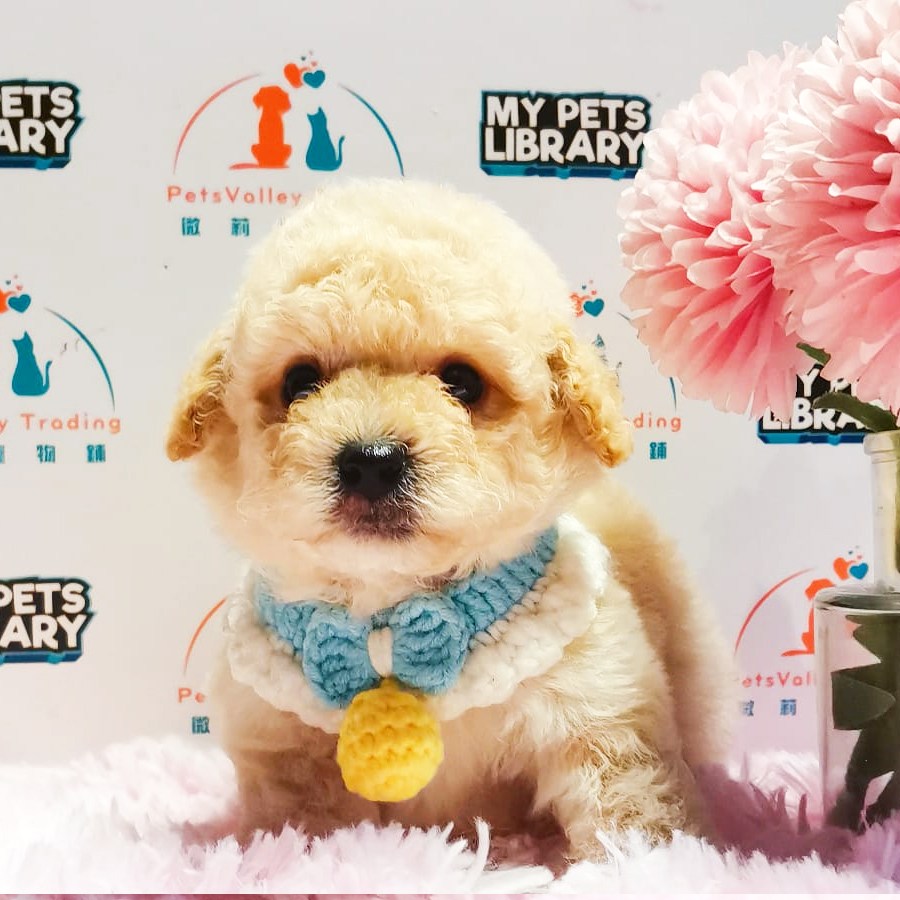 Toy Poodle Puppy (Male) For Sale