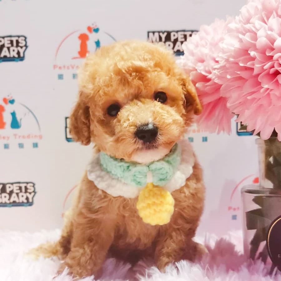 Toy Poodle Puppy (Male) For Sale
