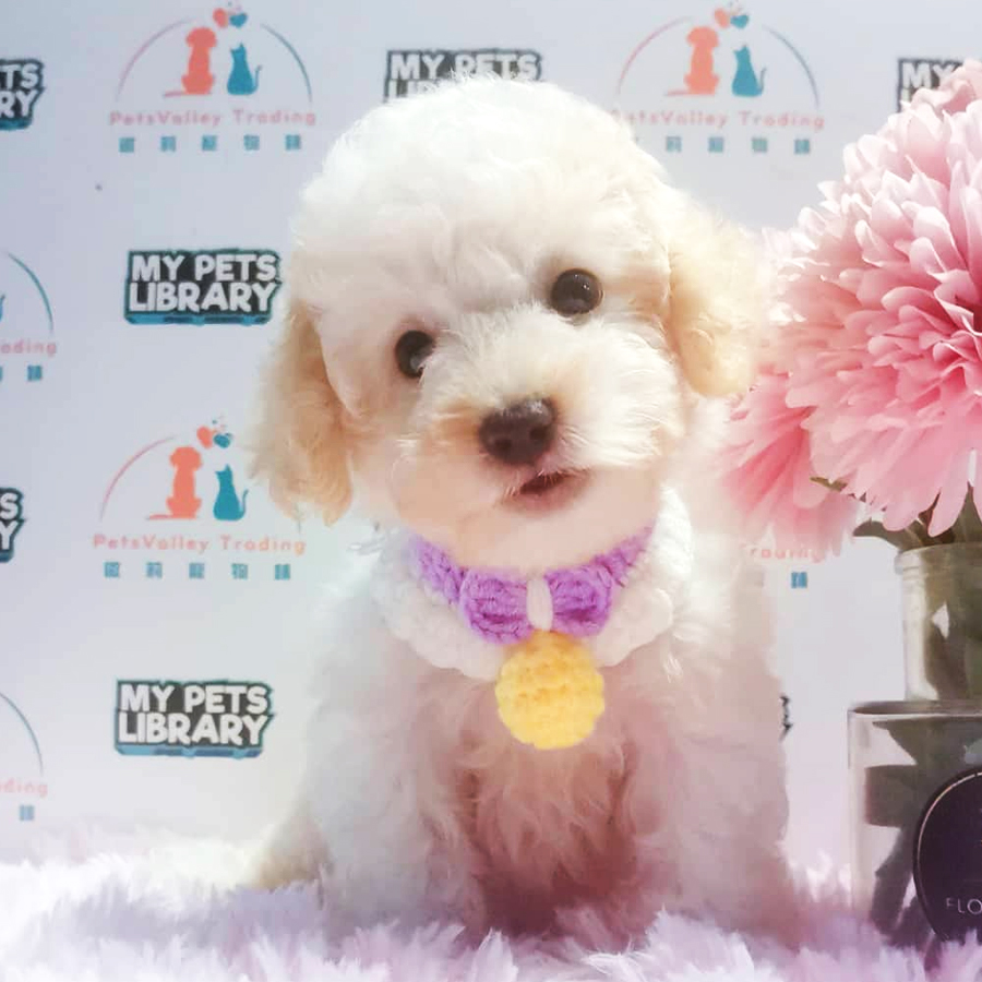 Toy Poodle Puppy (Female) For Sale