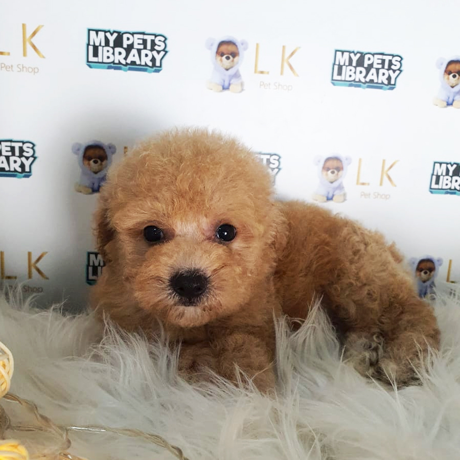 Toy Poodle Puppy (Male) For Sale