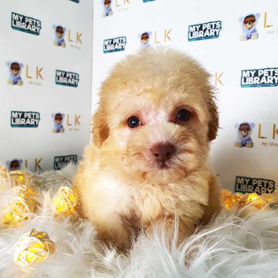 Toy Poodle Puppy (Male) For Sale