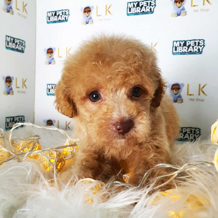 Toy Poodle Puppy (Female) For Sale