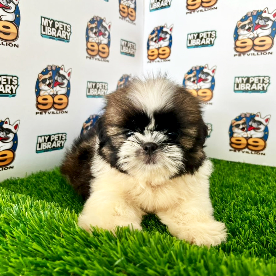 Shih Tzu Puppy (Male) For Sale