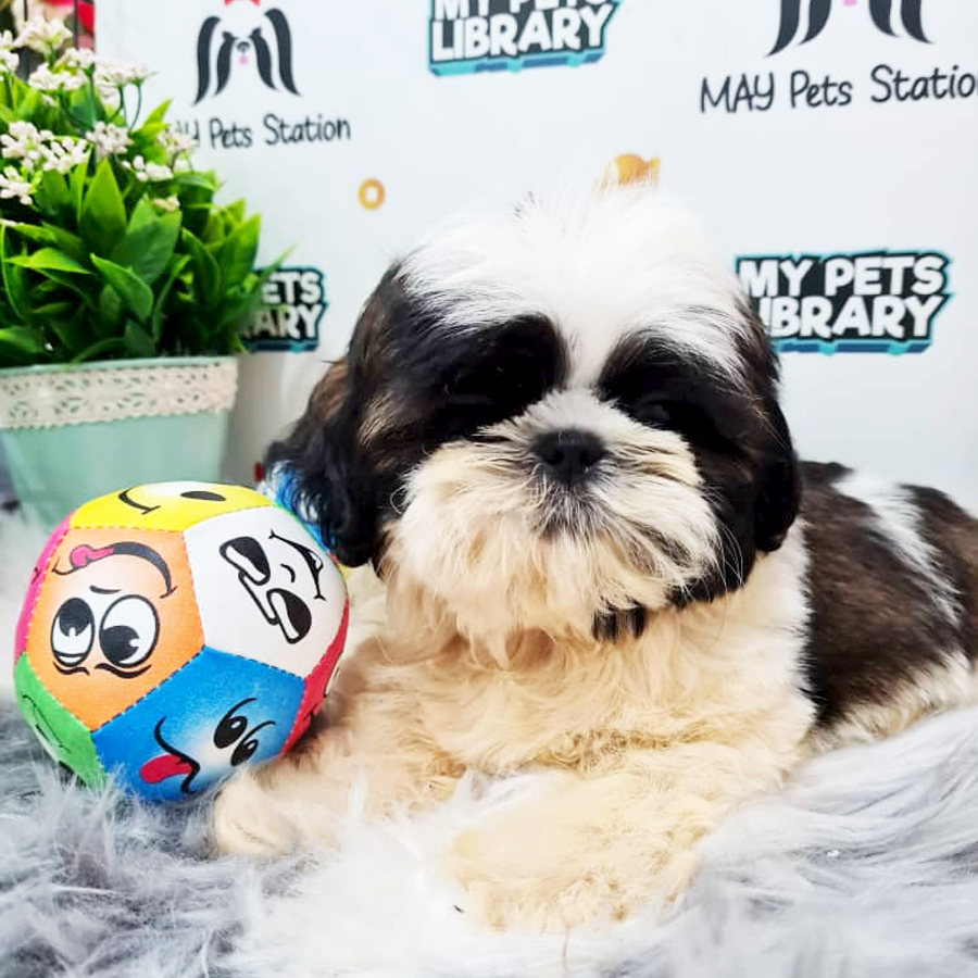 Shih Tzu Puppy (Male) For Sale