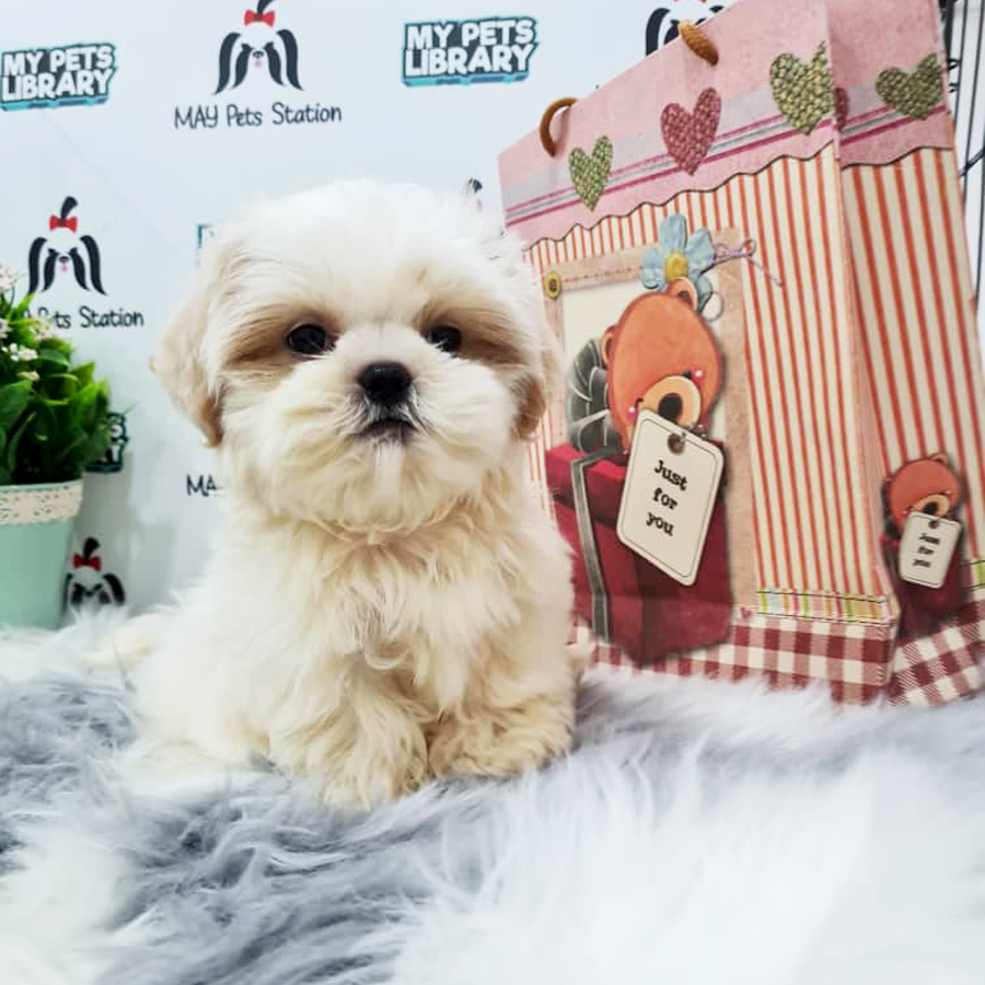 Shih Tzu Puppy (Male) For Sale