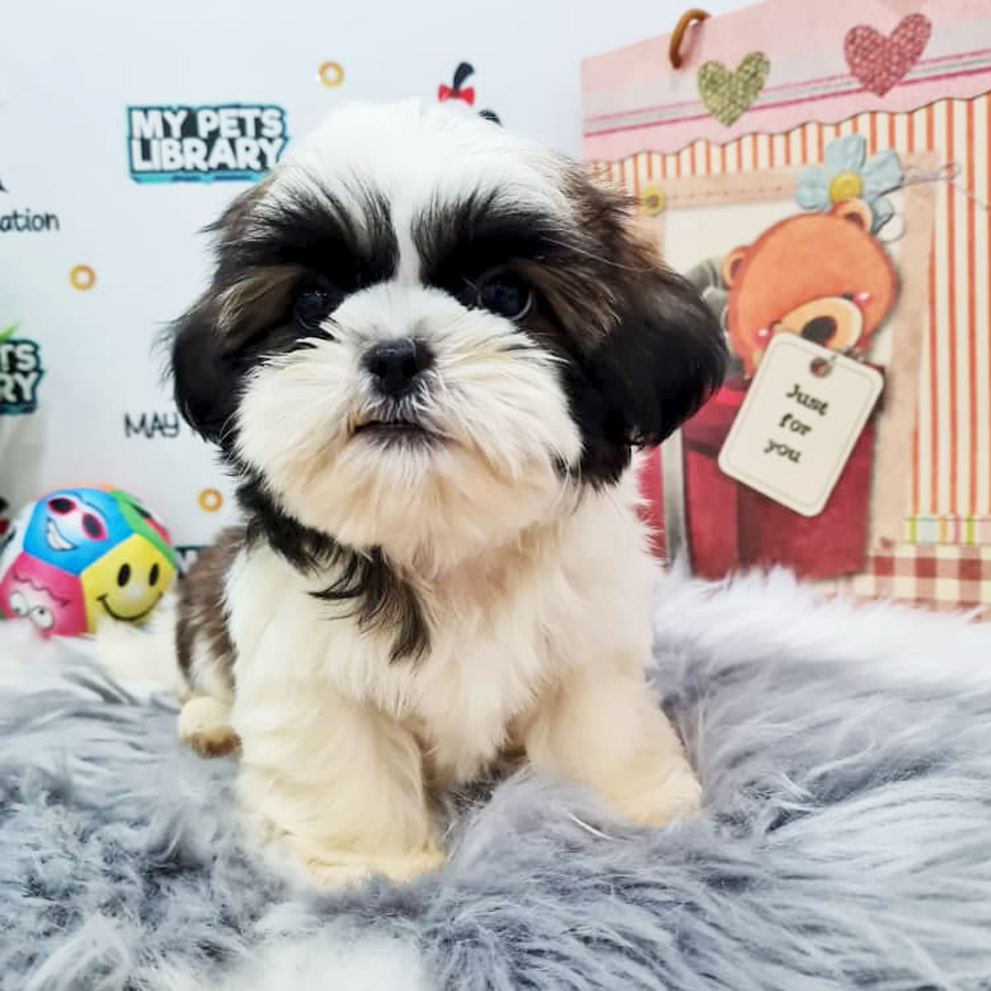 Shih Tzu Puppy (Male) For Sale