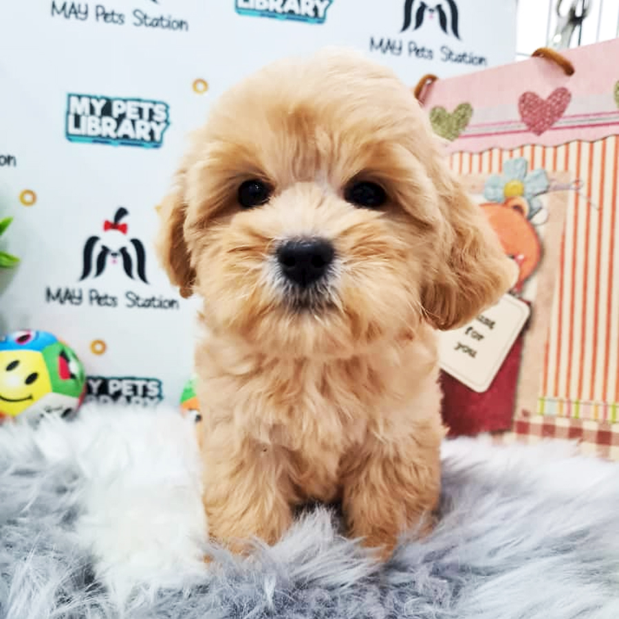 Maltipoo Puppy (Female) For Sale