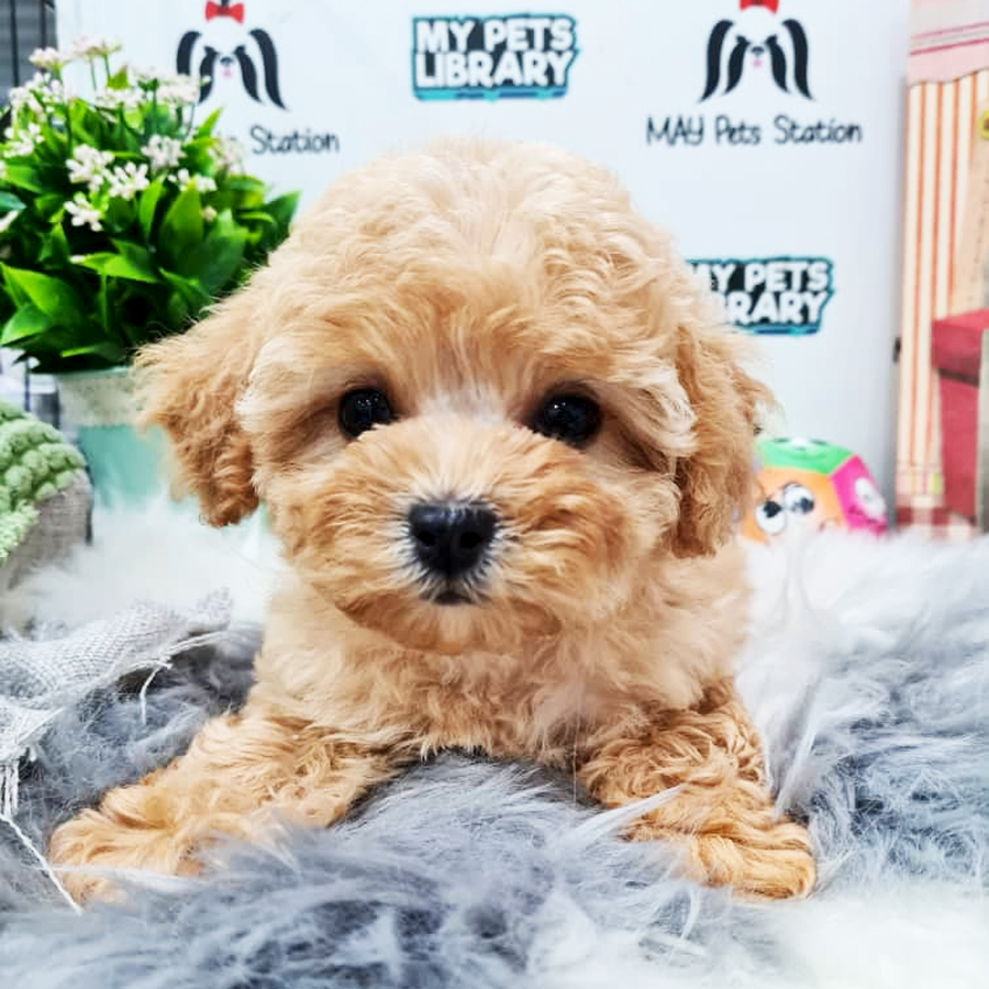 Toy Poodle Puppy (Female) For Sale