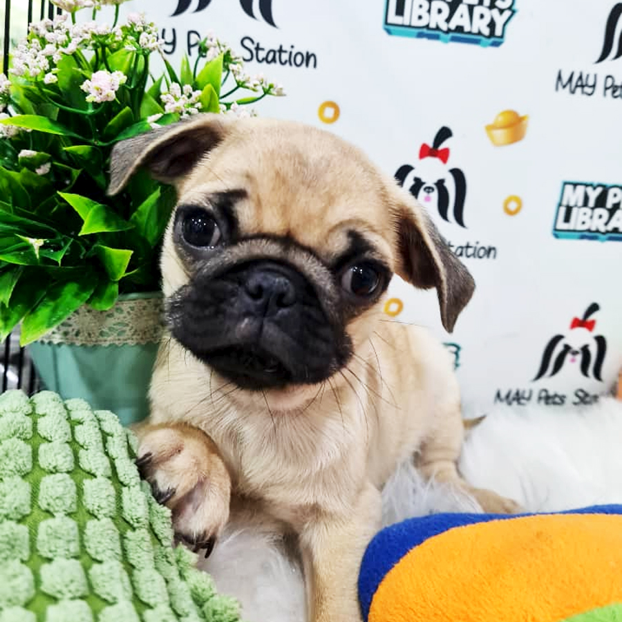 Pug Puppy (Male) For Sale