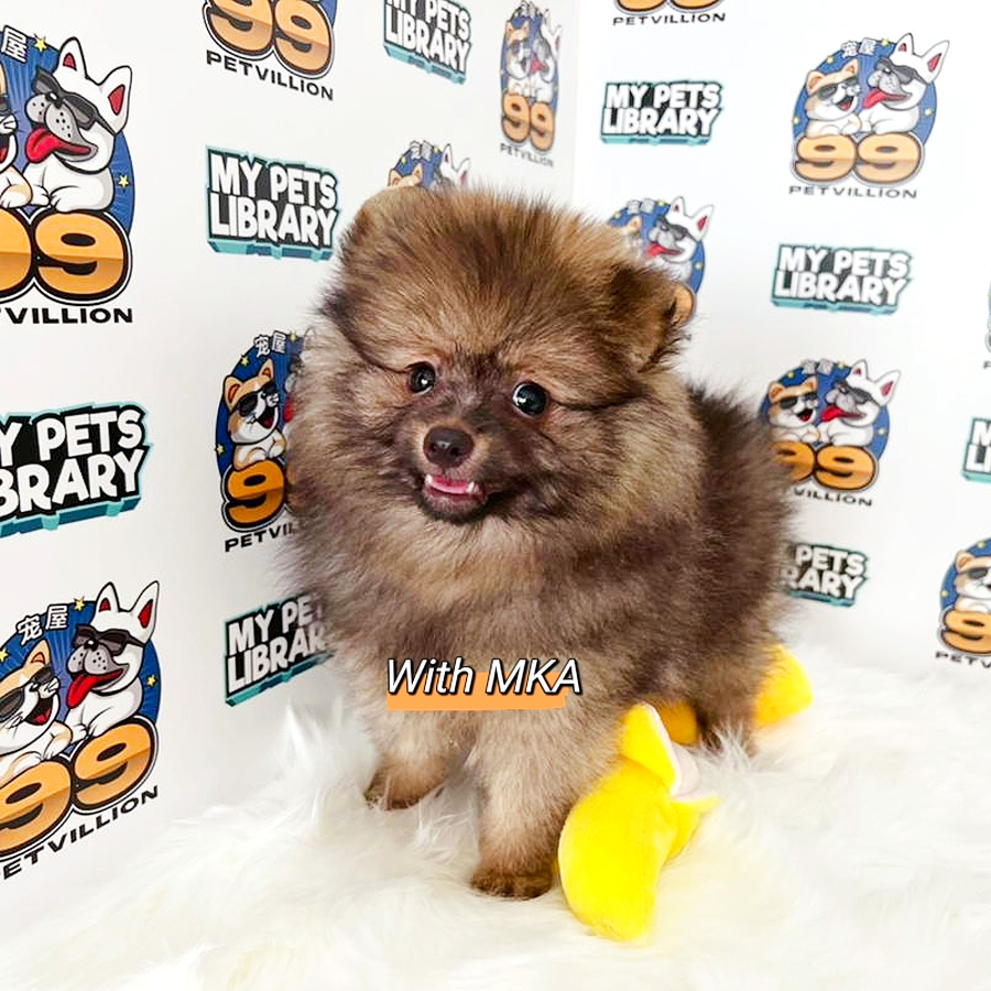 Mka Pomeranian Puppy (Male) For Sale