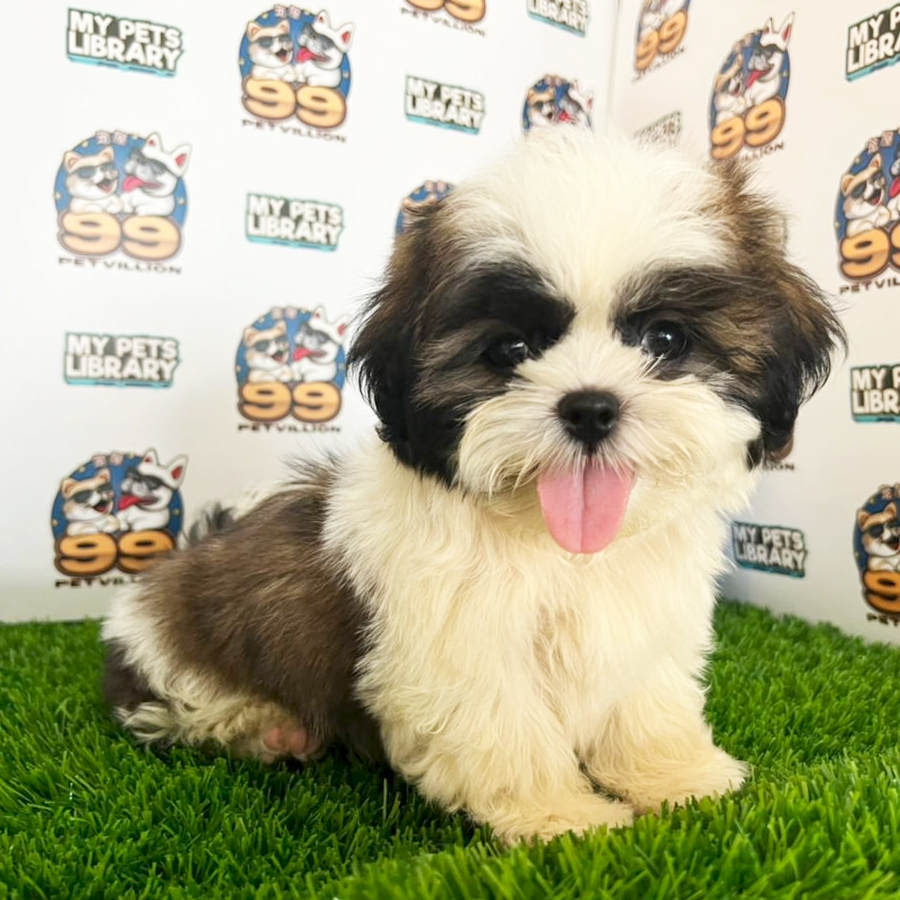 Shih Tzu Puppy (Male) For Sale