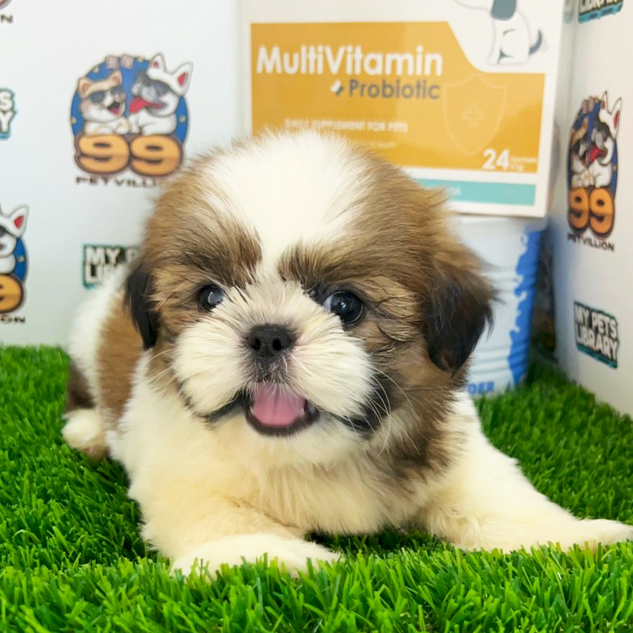 Shih Tzu Puppy (Female) For Sale