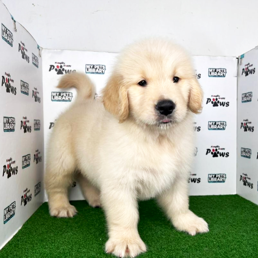 Golden Retriever Puppy (Male) For Sale