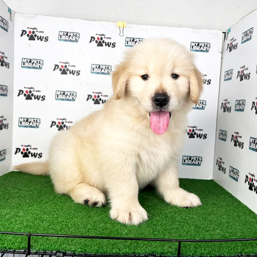 Golden Retriever Puppy (Female) For Sale