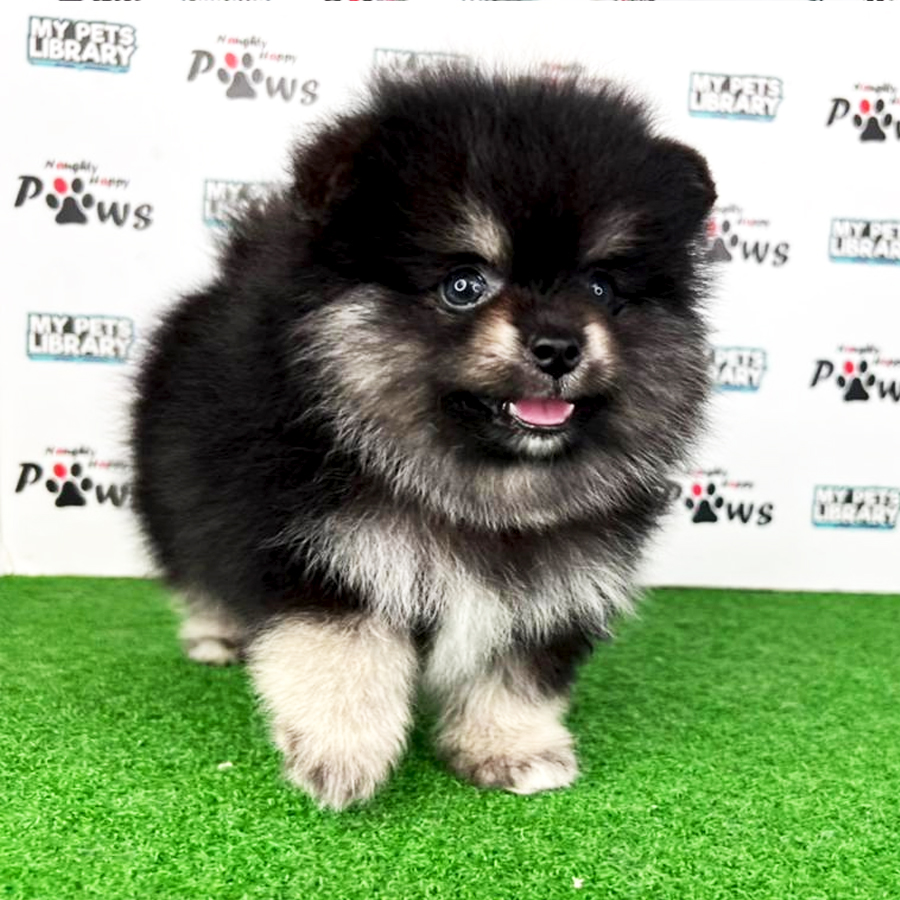 Pomeranian Puppy (Male) For Sale