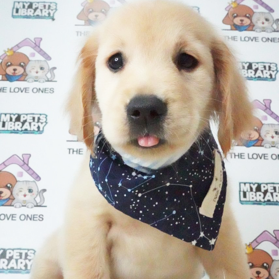 MKA Golden Retriever Puppy (Male) For Sale