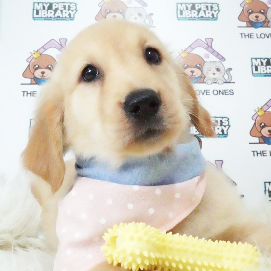 Golden Retriever Puppy (Female) For Sale