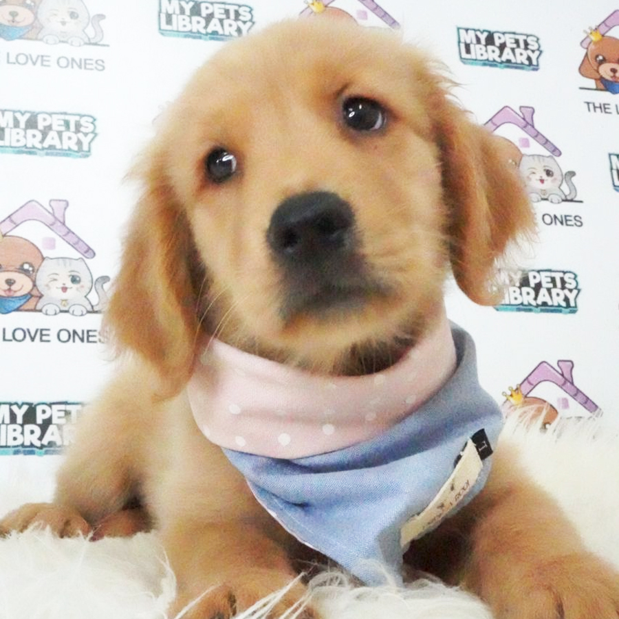 MKA Golden Retriever Puppy (Male) For Sale