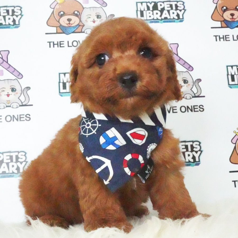 MKA Toy Poodle Puppy (Male) For Sale