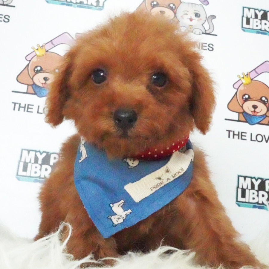 MKA Toy Poodle Puppy (Male) For Sale