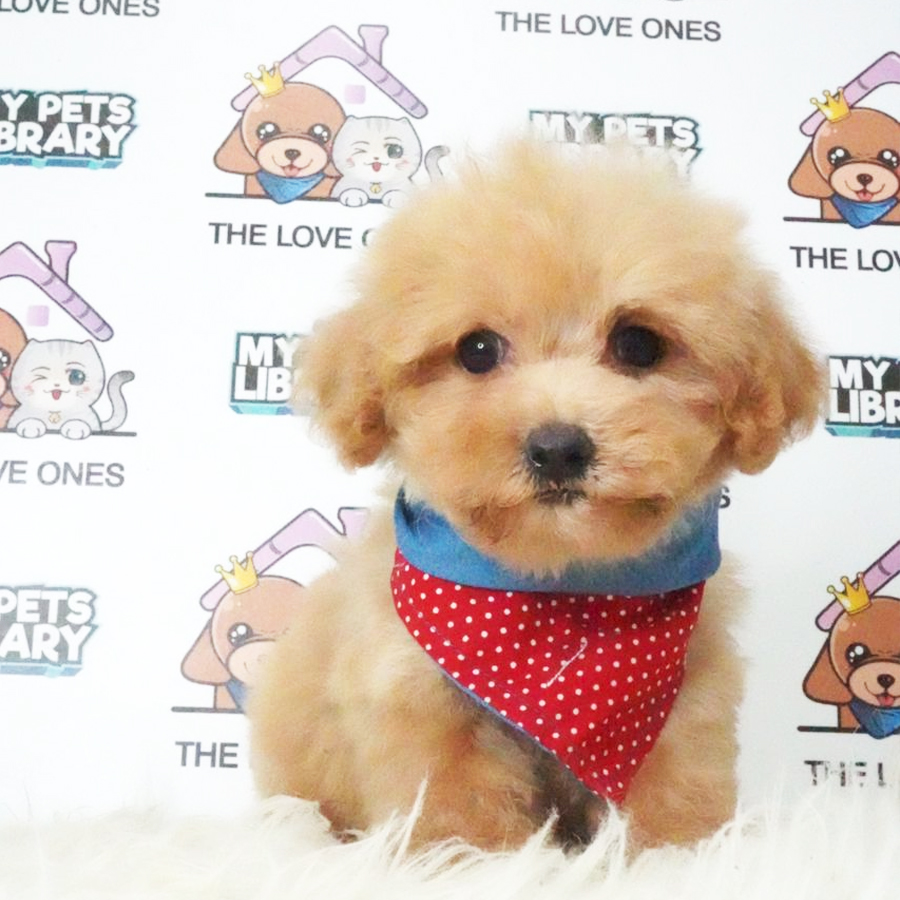 MKA Toy Poodle Puppy (Female) For Sale